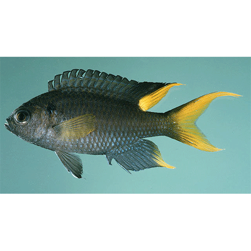Род Neopomacentrus фото