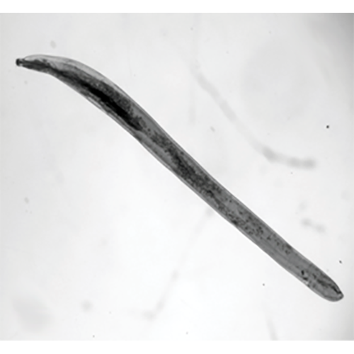 Род Neorhadinorhynchus фото