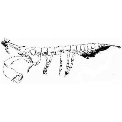 Семейство Neotanaidae фото