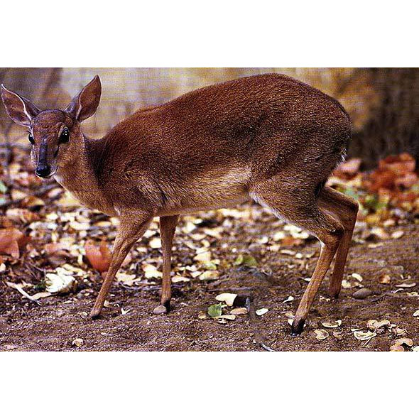 Neotragus moschatus Фото №2
