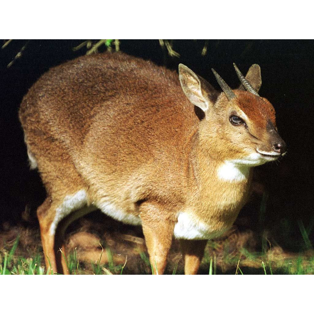 Neotragus moschatus Фото №9
