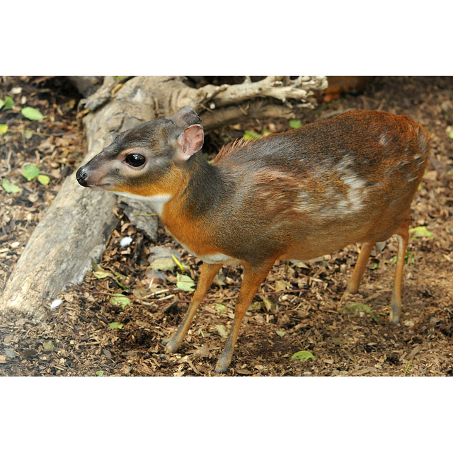Neotragus pygmaeus Фото №2
