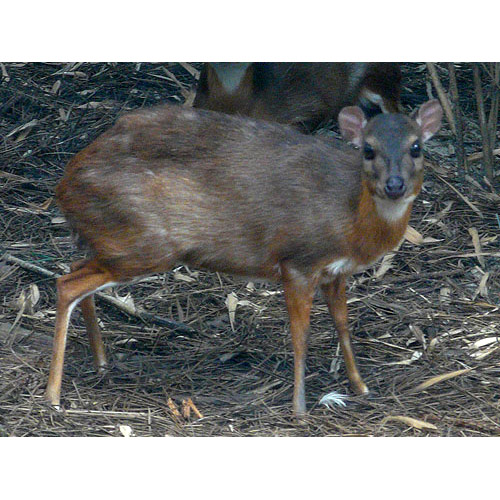 Neotragus pygmaeus Фото №4