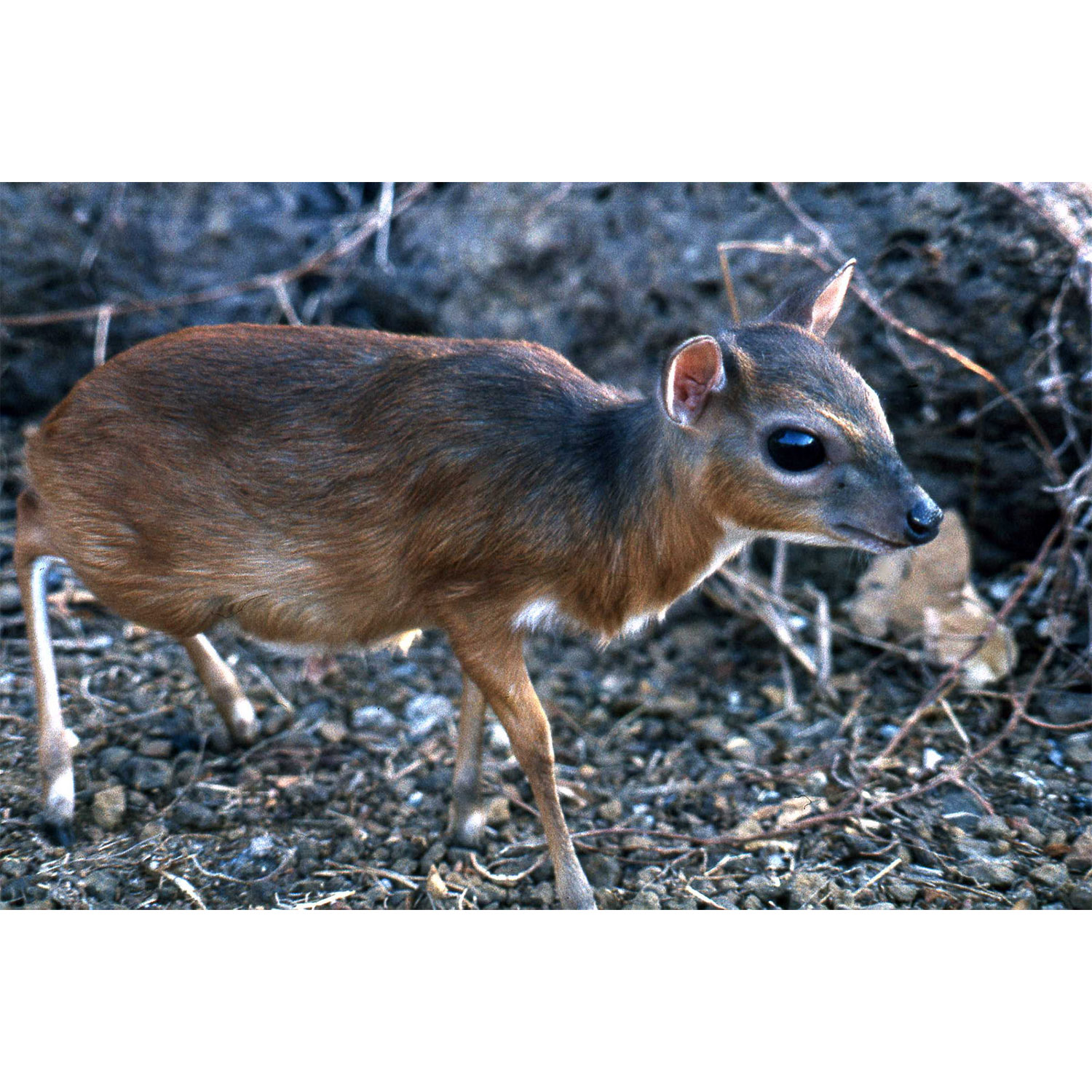 Neotragus pygmaeus Фото №5