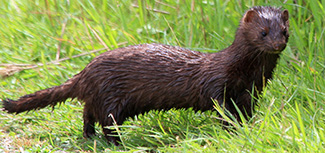 Neovison vison lutensis