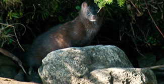 Neovison vison mink
