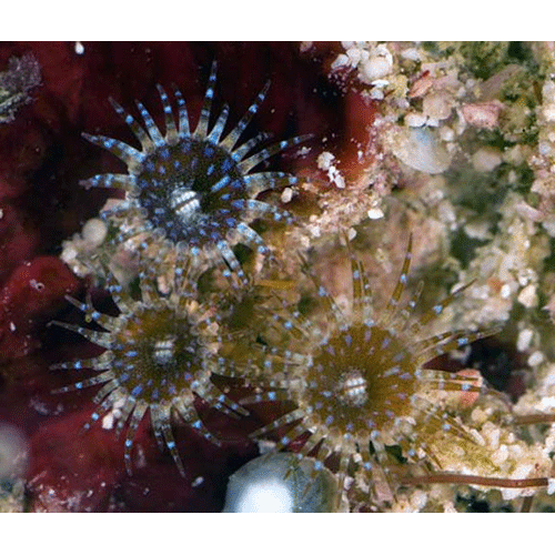 Семейство Neozoanthidae  фото