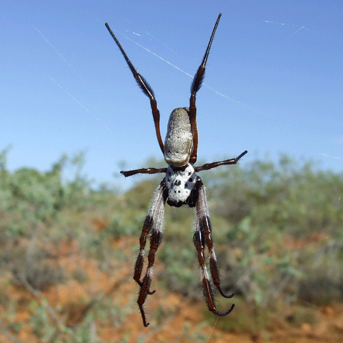 Семейство Nephilidae фото
