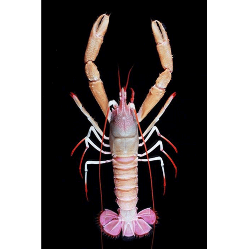 Семейство Nephropoidea фото