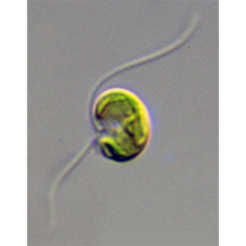Семейство Nephroselmidaceae фото