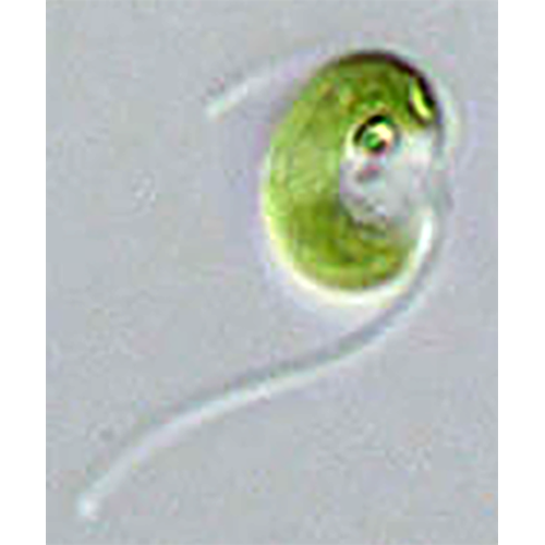 Класс Nephroselmidophyceae фото