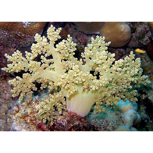 Семейство Nephtheidae  фото