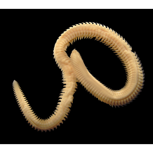 Семейство Nephtyidae фото