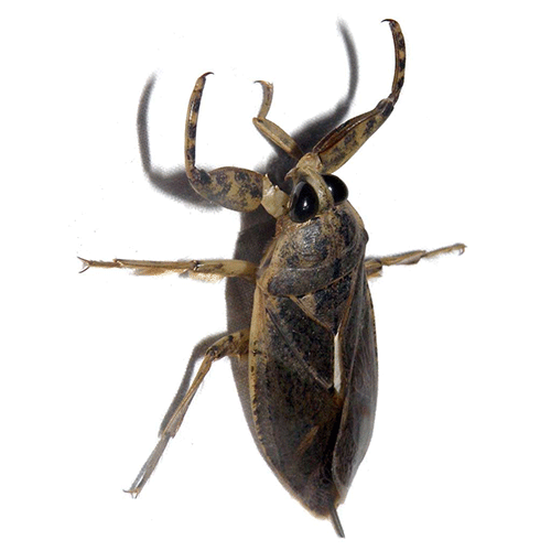Семейство Nepoidea фото