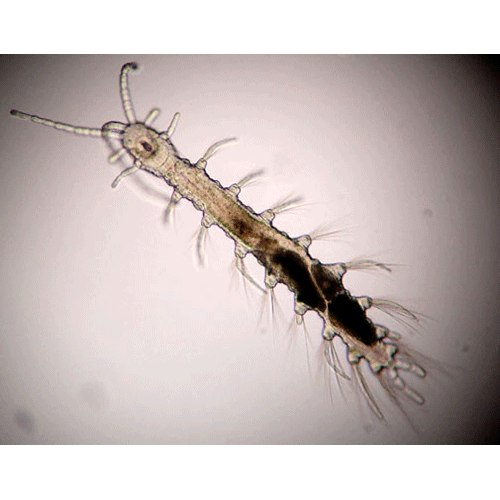 Семейство Nerillidae фото