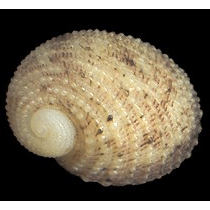 Семейство Neritopsoidea  фото