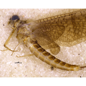 Семейство Nesameletidae фото