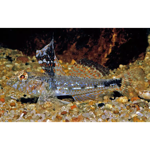 Род Nesogobius фото