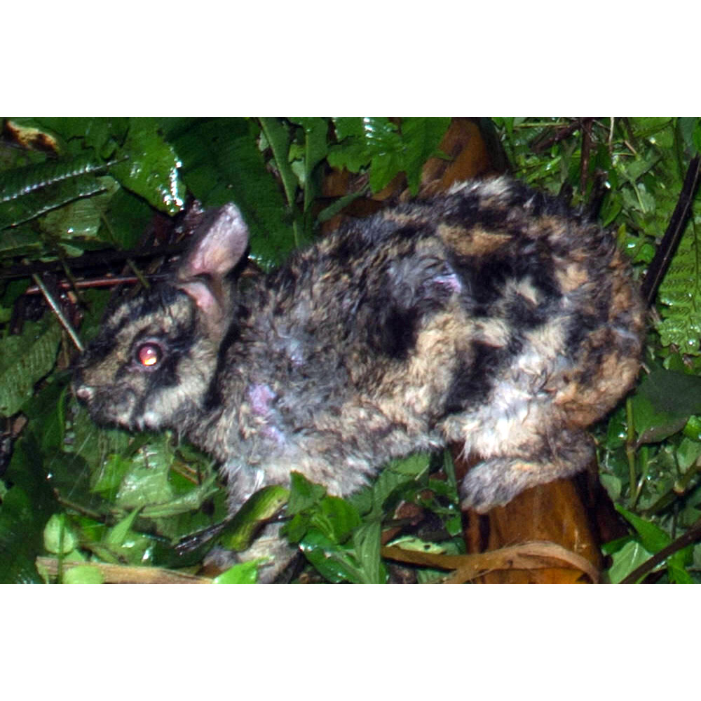 Полосатый заяц (Nesolagus netscheri) Фото №2