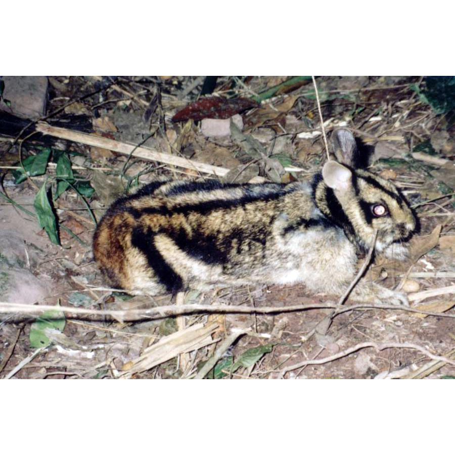 Полосатый заяц (Nesolagus netscheri) Фото №3
