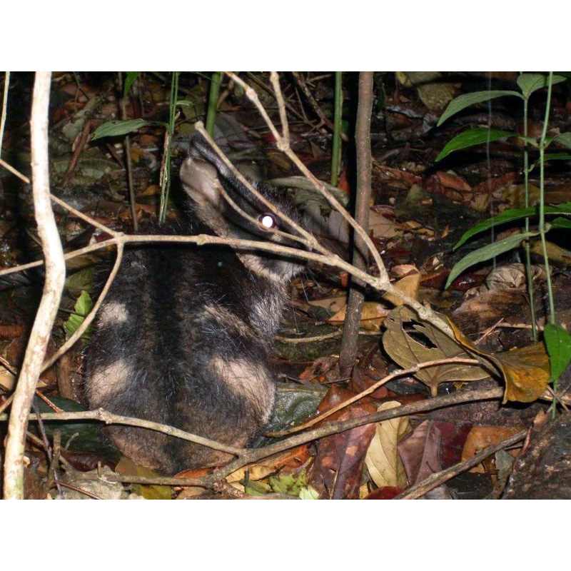 Полосатый заяц (Nesolagus netscheri) Фото №5