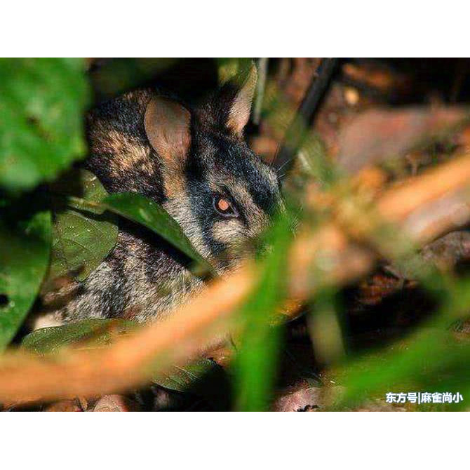 Полосатый заяц (Nesolagus netscheri) Фото №9