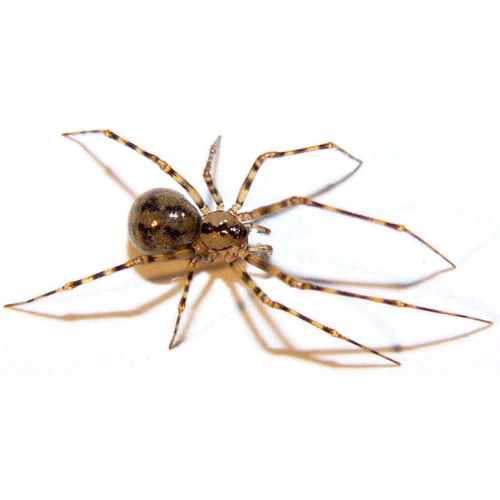 Семейство Nesticidae фото