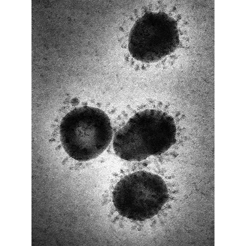 Тип Nidovirales фото