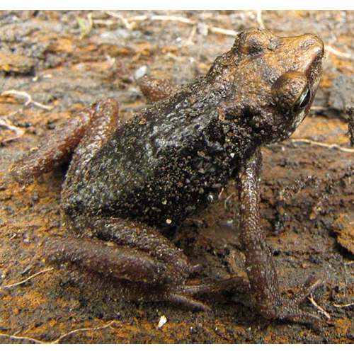 Род Nimbaphrynoides  фото