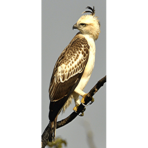 Род Nisaetus  фото