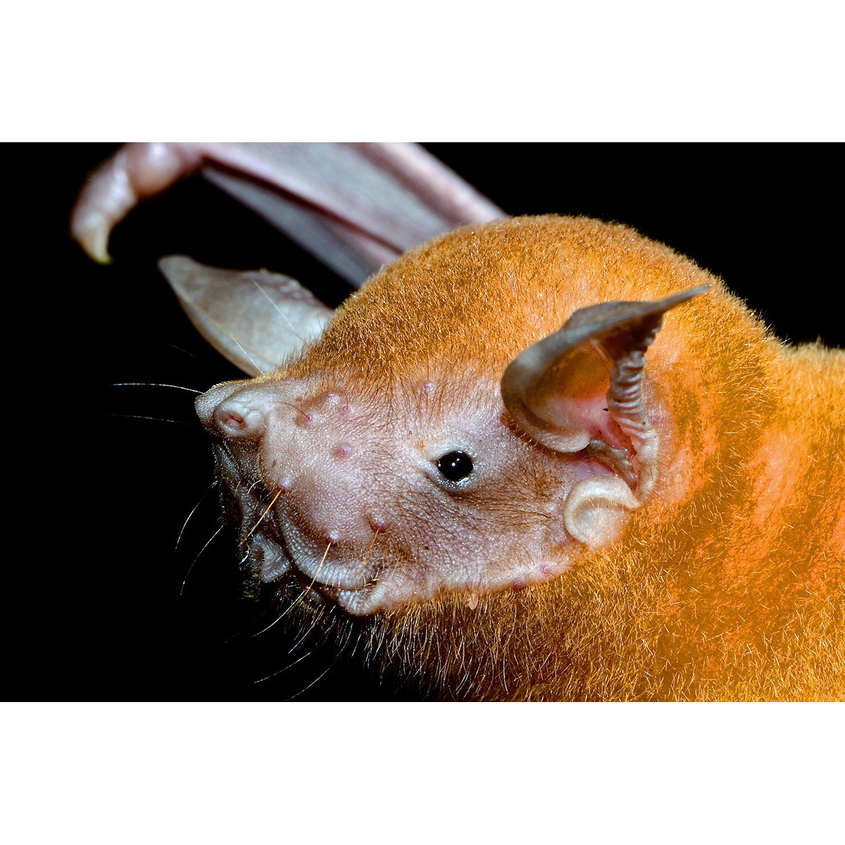 Малый зайцегуб (Noctilio albiventris) Фото №10