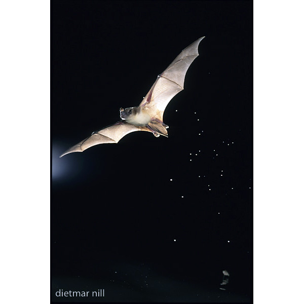 Малый зайцегуб (Noctilio albiventris) Фото №6