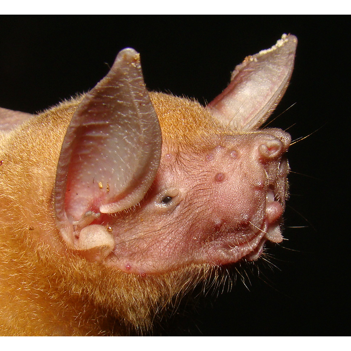 Малый зайцегуб (Noctilio albiventris) Фото №9