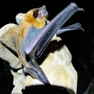 Noctilio albiventris albiventris