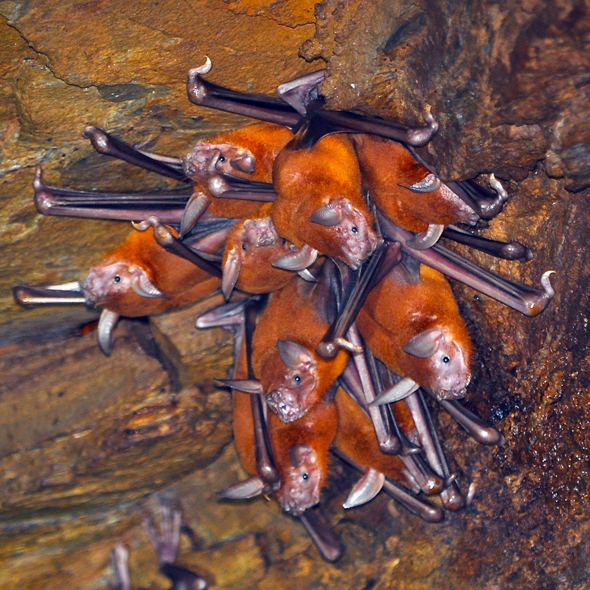 Большой зайцегуб (Noctilio leporinus) Фото №9
