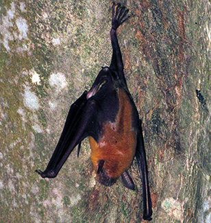 Noctilio leporinus leporinus