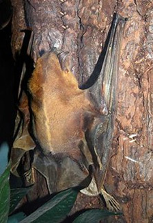 Noctilio leporinus rufescens