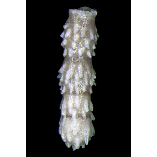 Класс Nodosariata фото