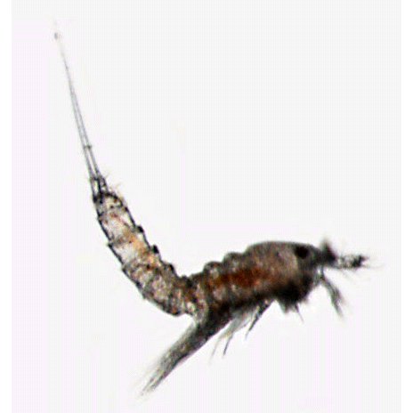 Семейство Normanellidae фото