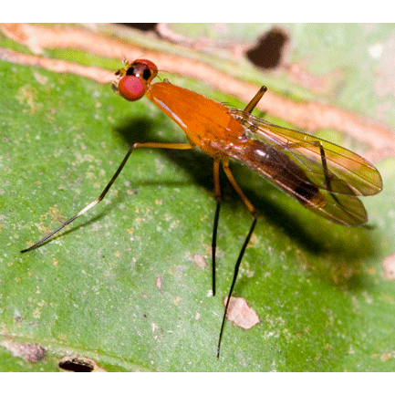 Семейство Nothybidae фото