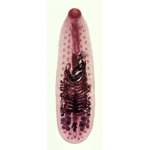 Семейство Notocotylidae фото