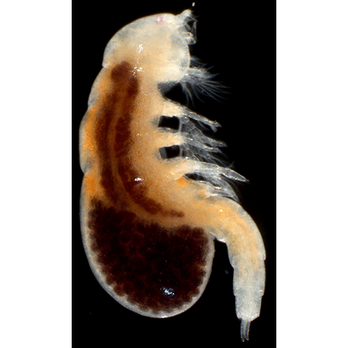 Семейство Notodelphyidae фото