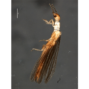 Семейство Notoligotomidae фото