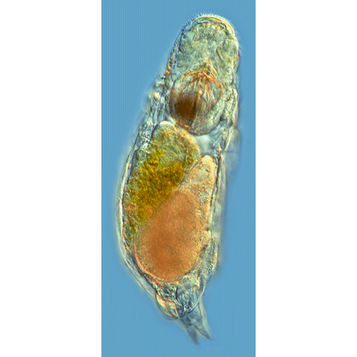 Семейство Notommatidae  фото