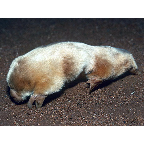 Сумчатый крот (Notoryctes typhlops) Фото №2