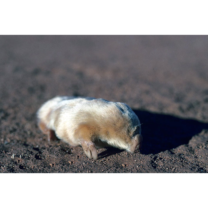 Сумчатый крот (Notoryctes typhlops) Фото №3
