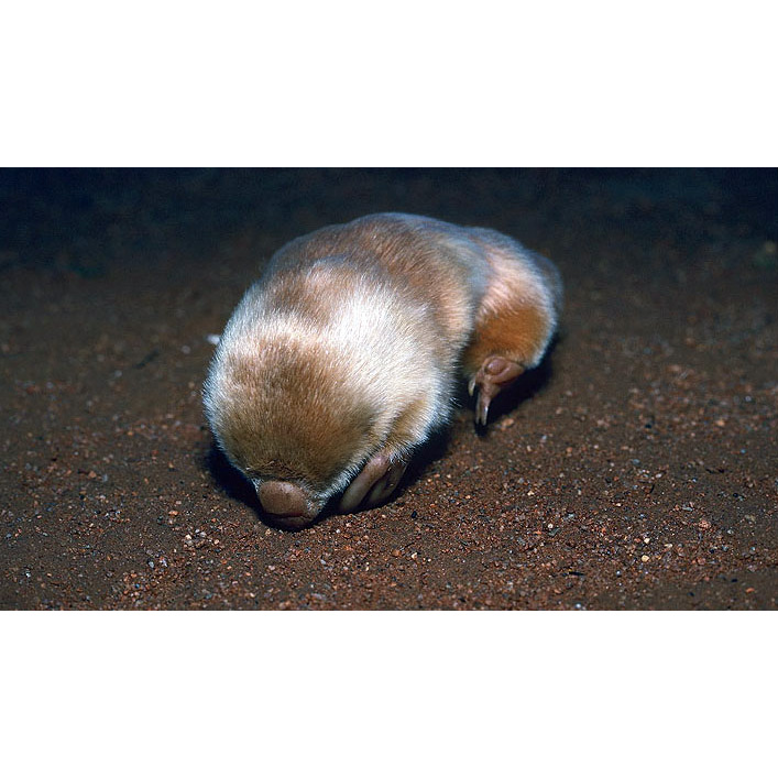 Сумчатый крот (Notoryctes typhlops) Фото №4