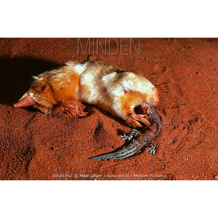 Сумчатый крот (Notoryctes typhlops) Фото №5