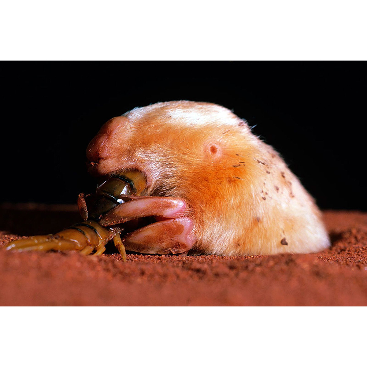 Сумчатый крот (Notoryctes typhlops) Фото №7