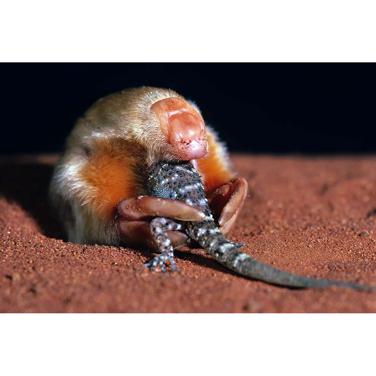 Сумчатый крот (Notoryctes typhlops) Фото №8